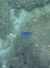 Azurina cyanea
