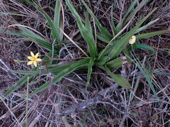 Hypoxis villosa