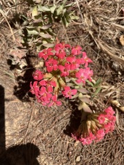Crassula coccinea