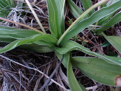Hypoxis villosa