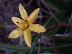 Hypoxis villosa