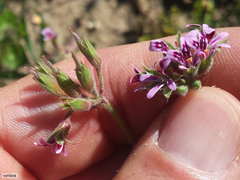 Pelargonium althaeoides