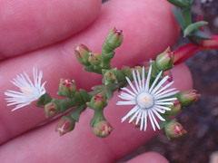Ruschia tenella