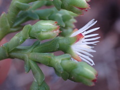 Ruschia tenella
