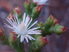 Ruschia tenella
