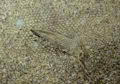 Solea senegalensis