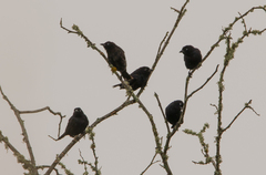 Compsothraupis loricata