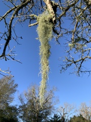 Usnea trichodea