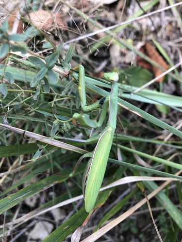 modlivka zelená (Mantis religiosa)