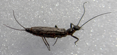 Capniidae