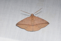 Ugia purpurea