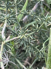 Asparagus aphyllus