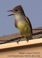 Myiarchus tyrannulus