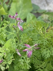 Fumaria densiflora