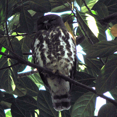 Ninox scutulata