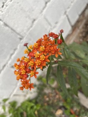 Asclepias curassavica