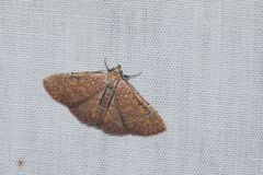 Cerynea punctilinealis