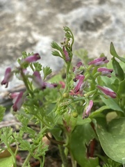 Fumaria densiflora