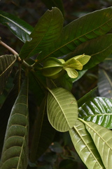 Gardenia aubryi