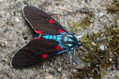 Cyanopepla fastuosa
