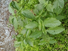 Synedrella nodiflora