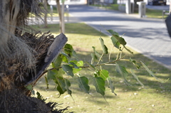 Ficus religiosa