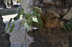 Ficus religiosa