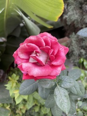 Rosa