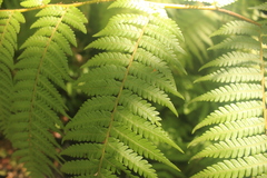 Megalastrum lanuginosum