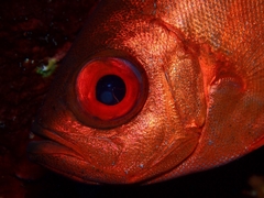 Heteropriacanthus cruentatus