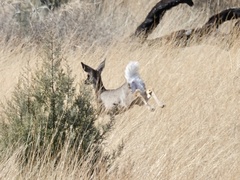 Odocoileus virginianus couesi
