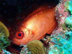 Heteropriacanthus cruentatus
