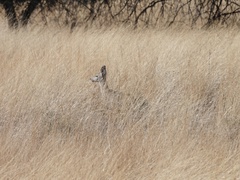Odocoileus virginianus couesi