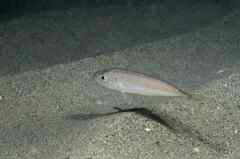 Trachurus mediterraneus
