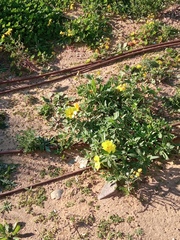 Oenothera drummondii