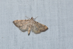 Lamprosema tampiusalis