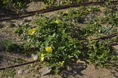 Oenothera drummondii