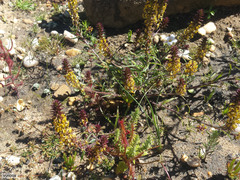 Hebenstretia robusta