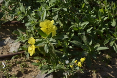 Oenothera drummondii
