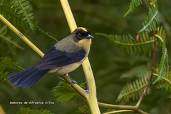 Trichothraupis melanops