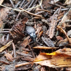 Sphaeroderus stenostomus