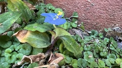 Commelina auriculata