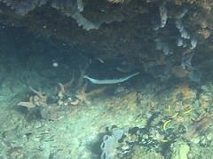 Aulostomus maculatus