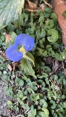 Commelina auriculata