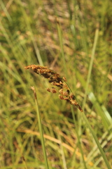Fimbristylis aphylla