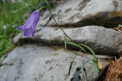 Campanula stenocodon