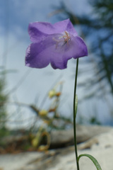 Campanula stenocodon