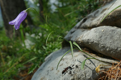 Campanula stenocodon