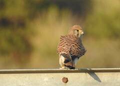 Falco tinnunculus