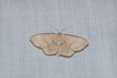 Scopula mecysma